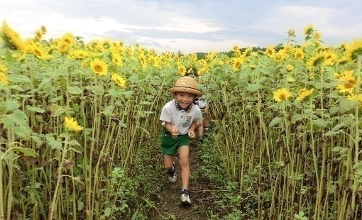 ひまわり畑で遊ぶ園児